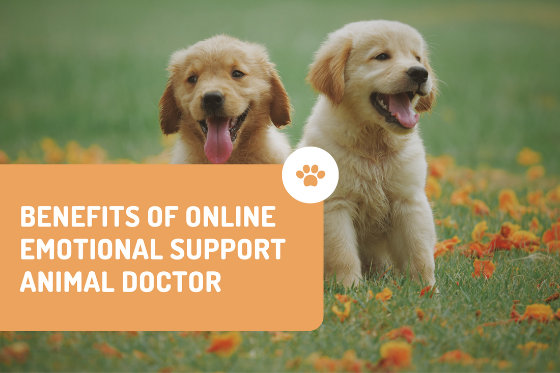 Benefits of Online Emotional Support Animal Doctor