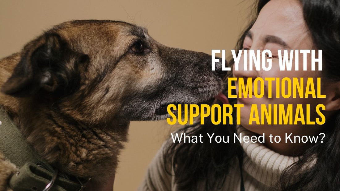 Flying with Emotional Support Letters: What You Need to Know?