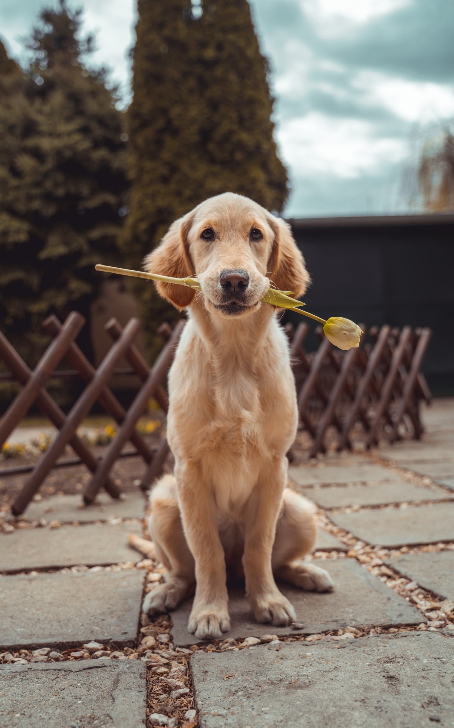 Emotional Support Animal Therapist