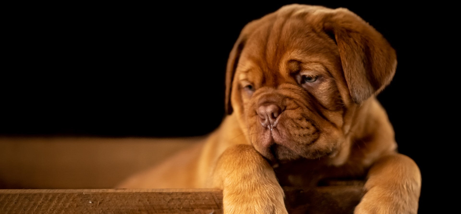 ESA Letter California Emotional Support Animal in California ESA Letter California Emotional Support Animal in California